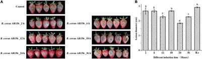 Transcriptome and Biochemical Analysis Jointly Reveal the Effects of Bacillus cereus AR156 on Postharvest Strawberry Gray Mold and Fruit Quality